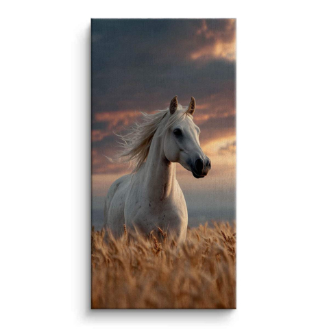 Majestisches Weißes Hengst Leinwandbild