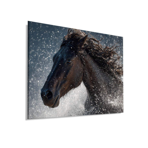 Wild Equine Splash Dibond Matt Art