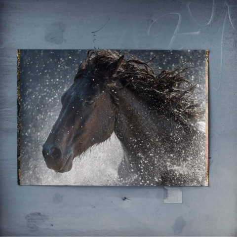 Wild Equine Splash Poster Art