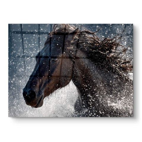 Wild Equine Splash PVC Gloss Art