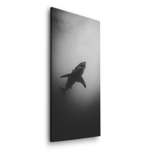 Shark Dibond Matt Art