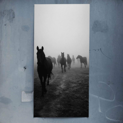 Chevaux dans le brouillard Affiche