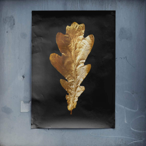 Hoja de roble dorada Póster