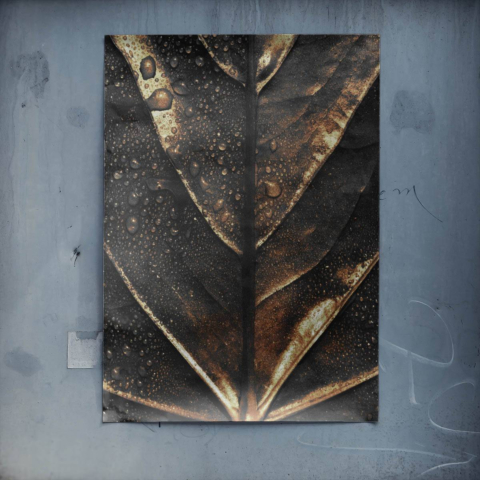 BOUGAINE TONKA Póster