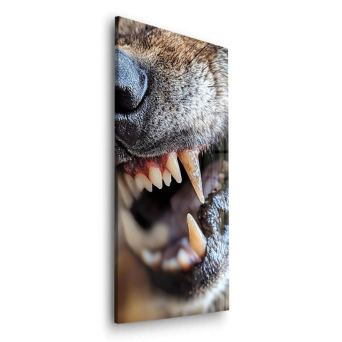 Fierce Canine Close-Up Acrylic Glass Art
