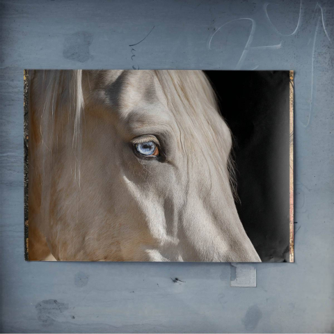 Blue-Eyed Horse Poster Art